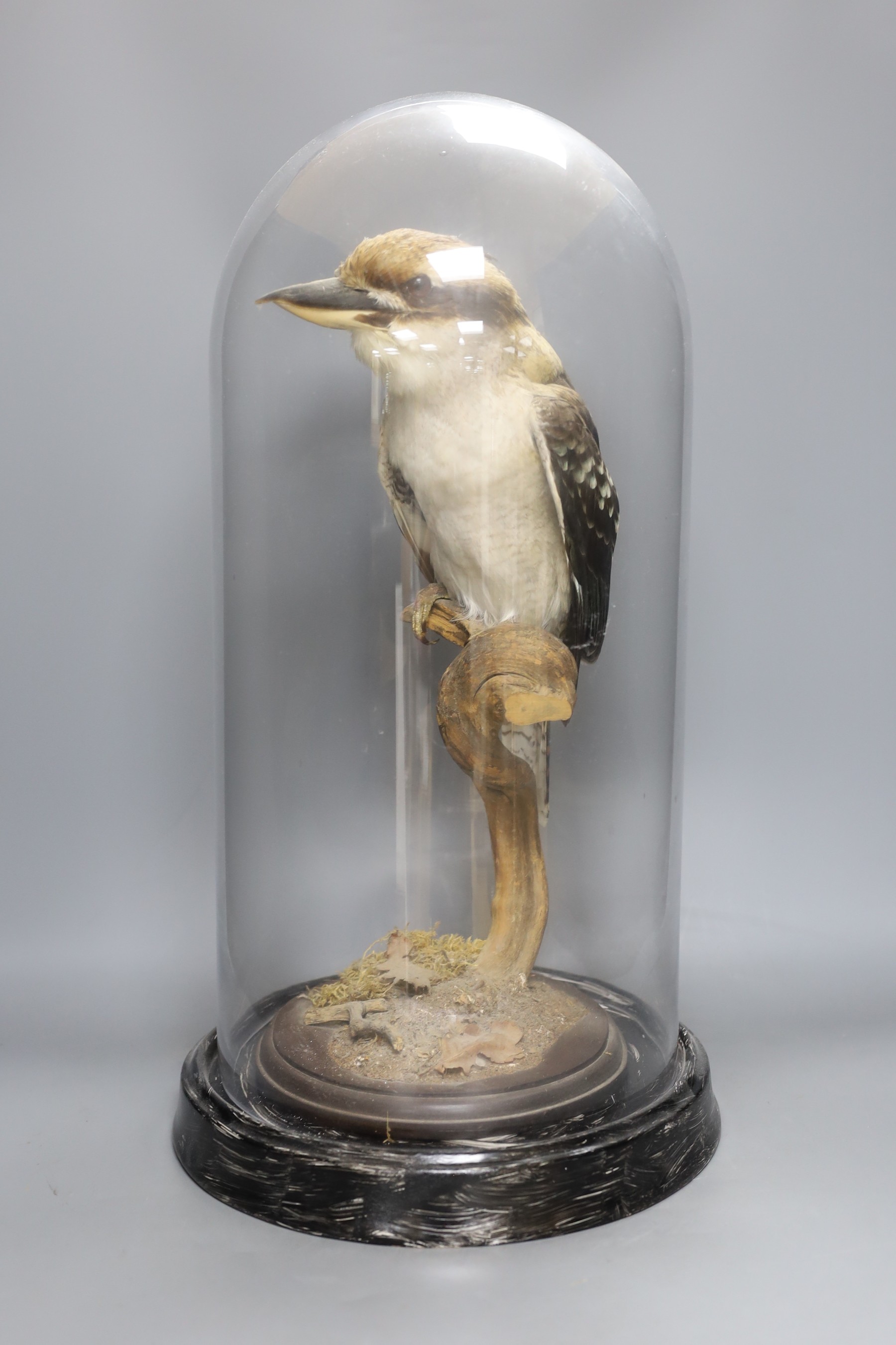 Taxidermy - a Laughing Kookaburra on a perch, under a glass dome, 53.5 cm high